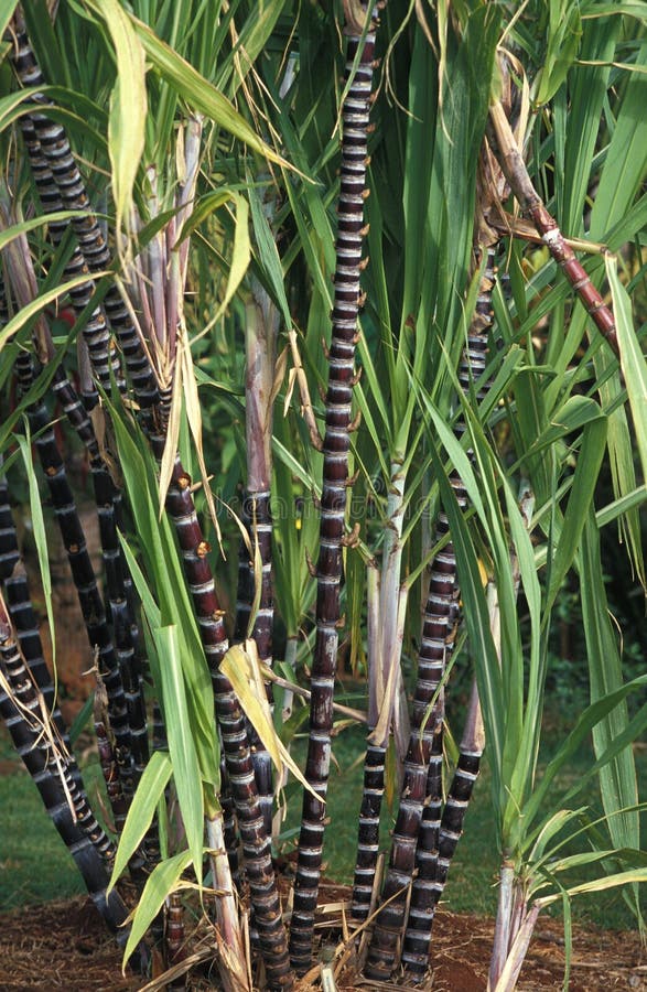 Sugar Cane in Hawaii stock photo. Image of united, outdoor 198637352
