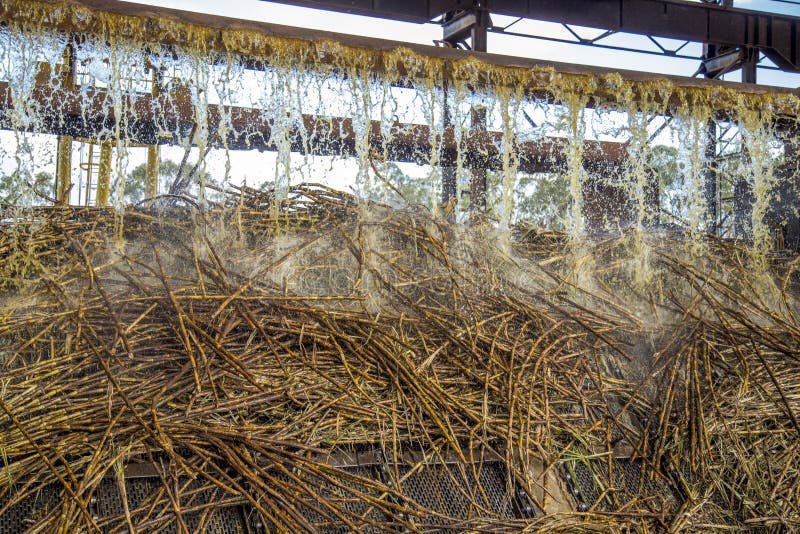 Sugar cane line production