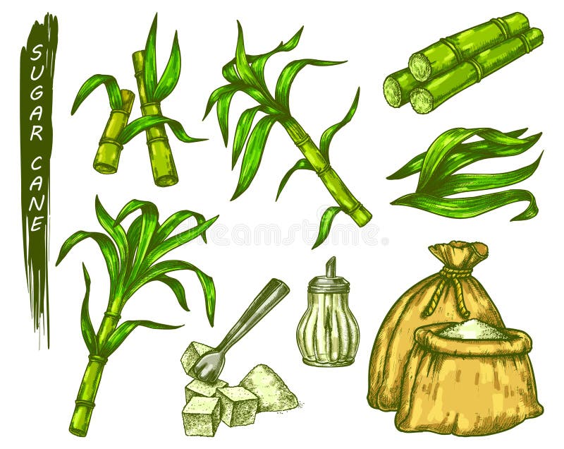 Premium Vector  Colored stems and sprouts of sugarcane and outlined sketch  of sugar cane two bound bunches of plant contoured botanical elements  handdrawn vector illustration isolated on white background