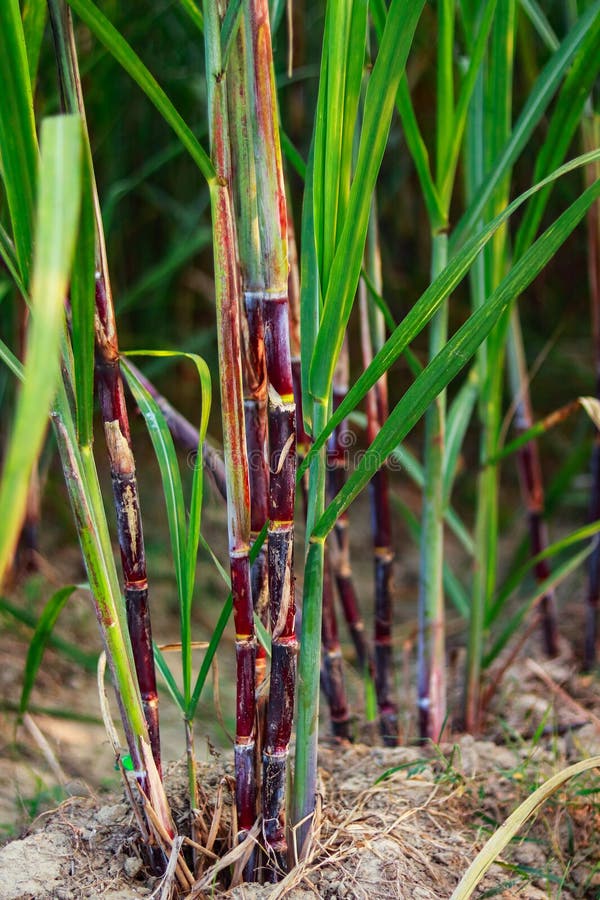 Sugarcane Cultivation, Soil Mulching and Weed Control Stock Image