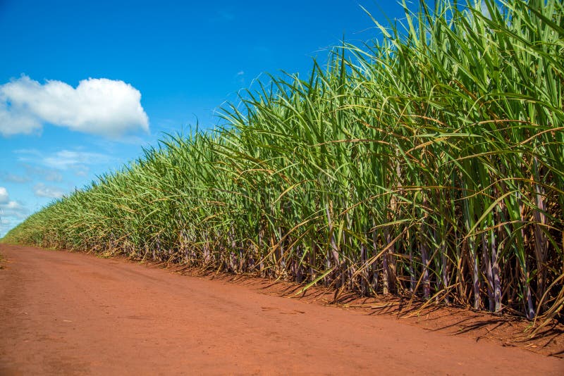 Sugar cane plantation road stock photo. Image of brazil 95756330
