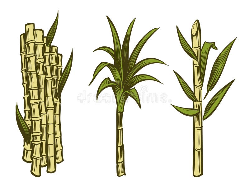 Colored sugarcane stalk with leaves and outlined sketch of sugar cane two  branches of field plant couple of contoured  CanStock