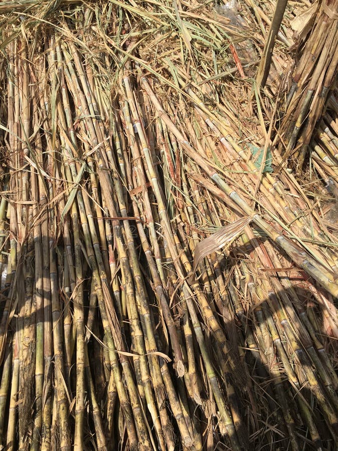 Cut Sugar Cane for Sale stock photo. Image of stem, grass 32219052
