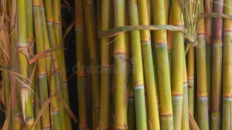 Sugar Cane-sap Bos van suikerrietstelen