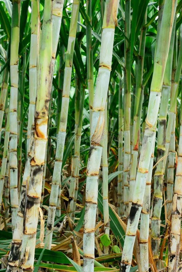 Sugar Cane before Harvesting Stock Photo Image of field, agriculture