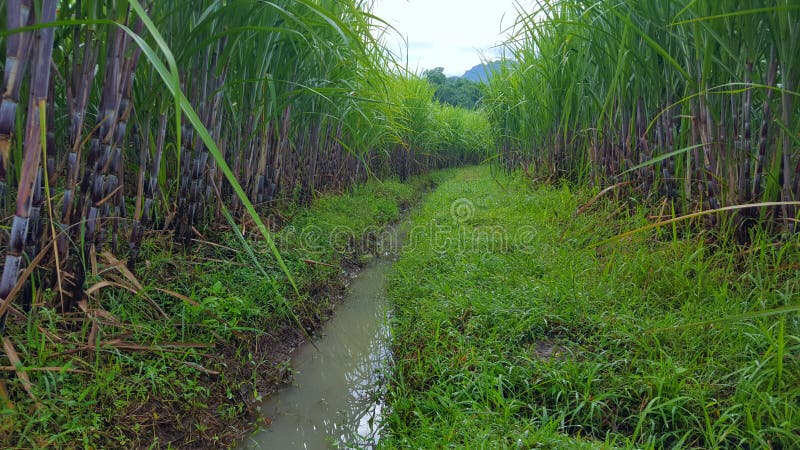 Sugar cane stems, sugar-producing plants. stock photography Sugar cane stems, sugar-producing plants. stock photography