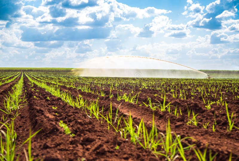 Sugar cane sunset plantation irrigation stock images