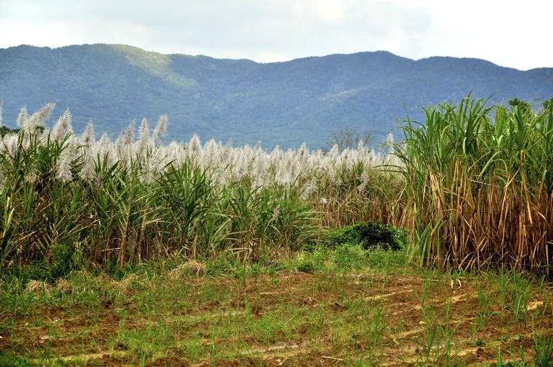 Sugar canes plantation stock photo. Image of biofuel, field 7745552