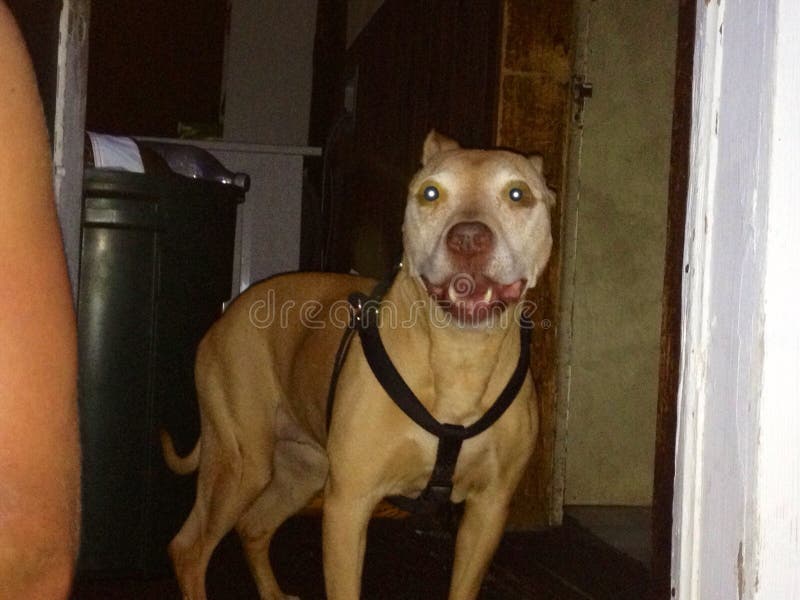 Sugar dog stock image. Image of pitbull, cute, sugar 46786377