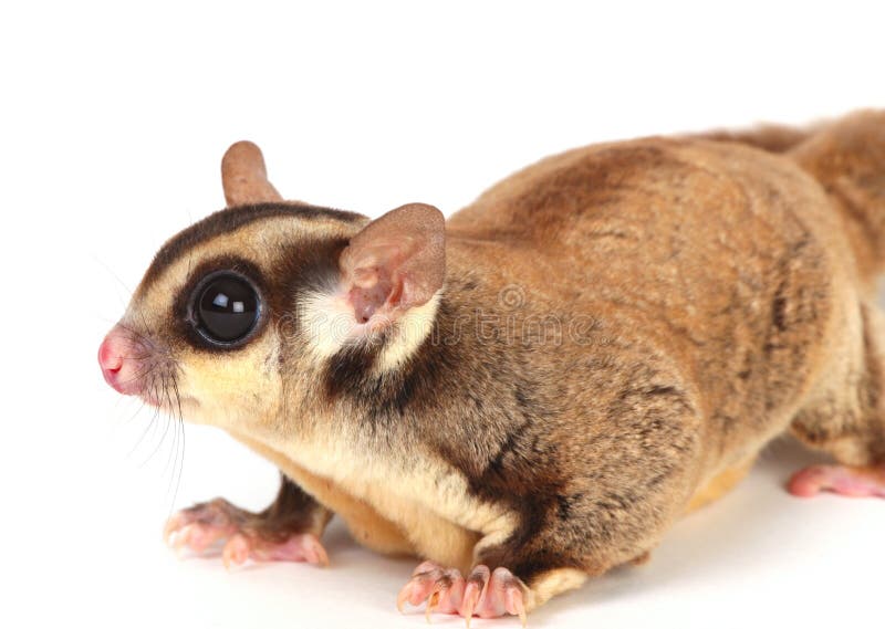 sugar glider sugar glider