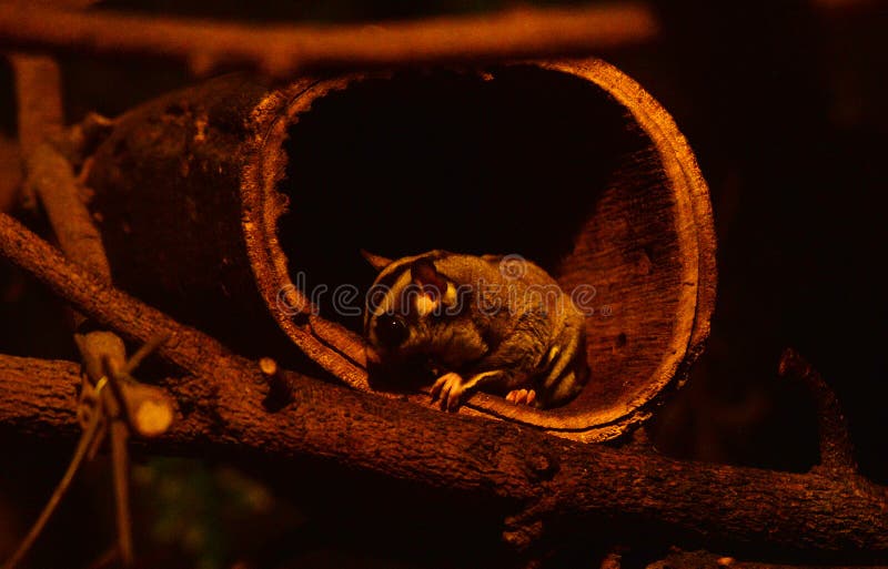 Sugar glider stock photo. Image of cute, nocturne, profile 66692898