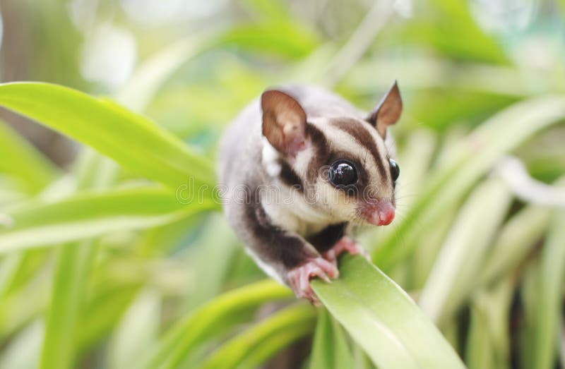 Sugar glider climbing stock image. Image of glider, looking 25042011