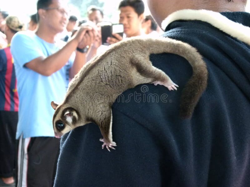 sugar glider central