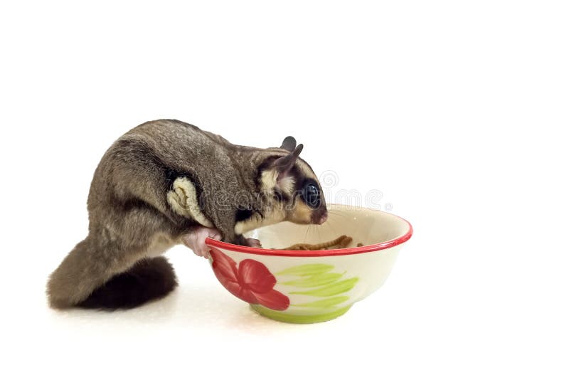 Sugar Glider Eating Worms on a Ceramic Cup Stock Photo Image of rider