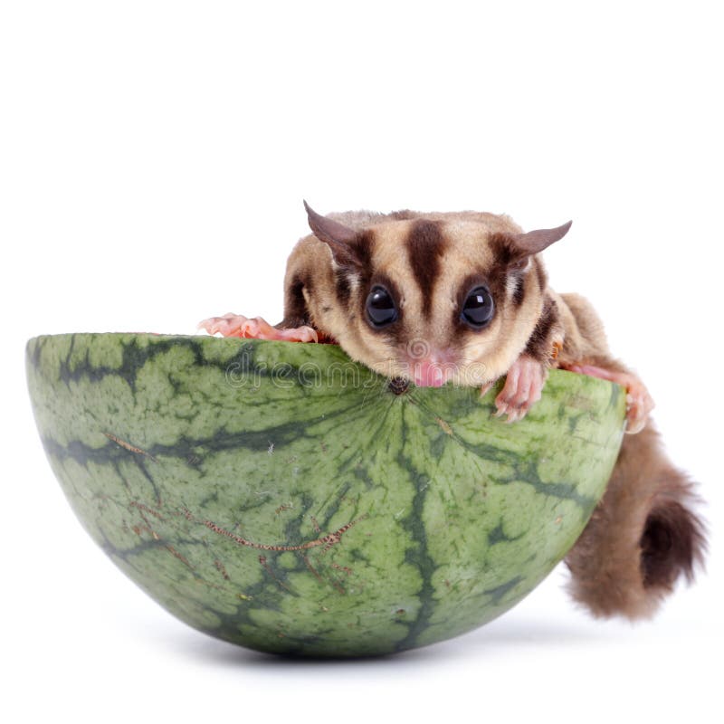 Sugar Glider Enjoy Eating Watermelon Stock Image Image of sugar, cute