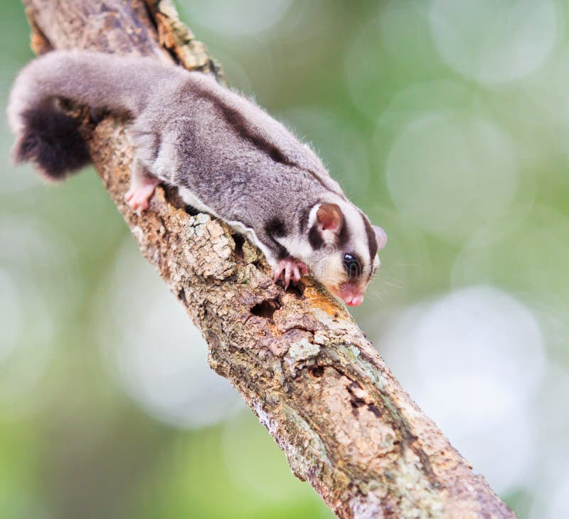 Sugar glider stock image. Image of nature, breviceps - 34732579