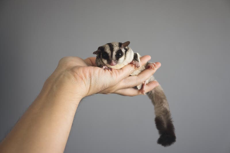 Sugar Glider on hand. stock photo. Image of breviceps 61528214