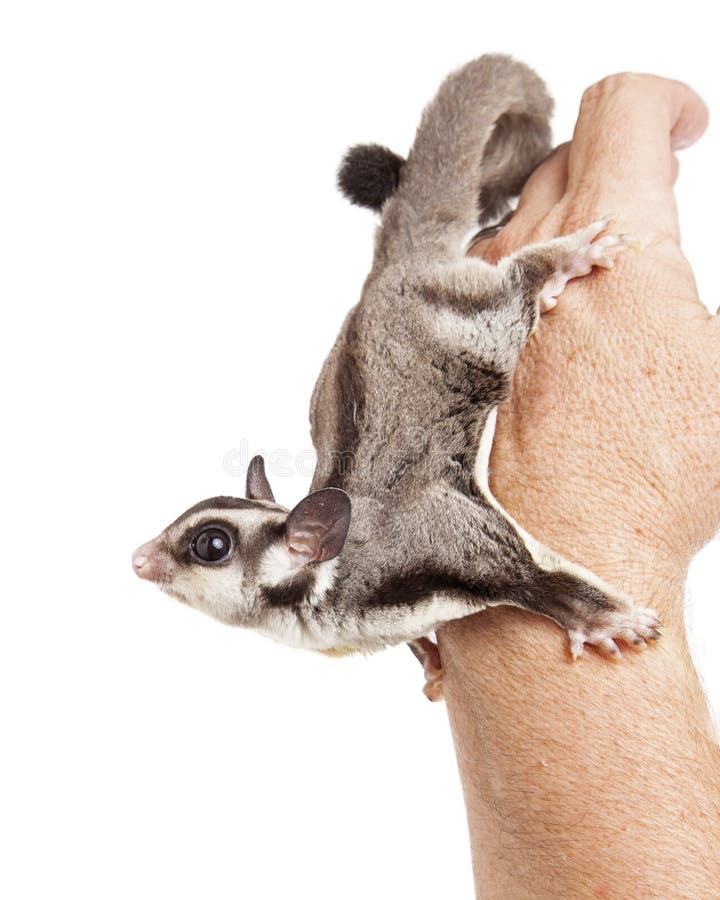Sugar Glider On Hand Of A Man Stock Photo Image of glider, high 67336584