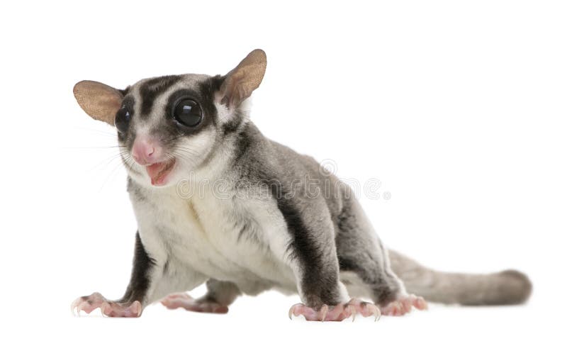 Sugar glider - Petaurus breviceps (3 years old)