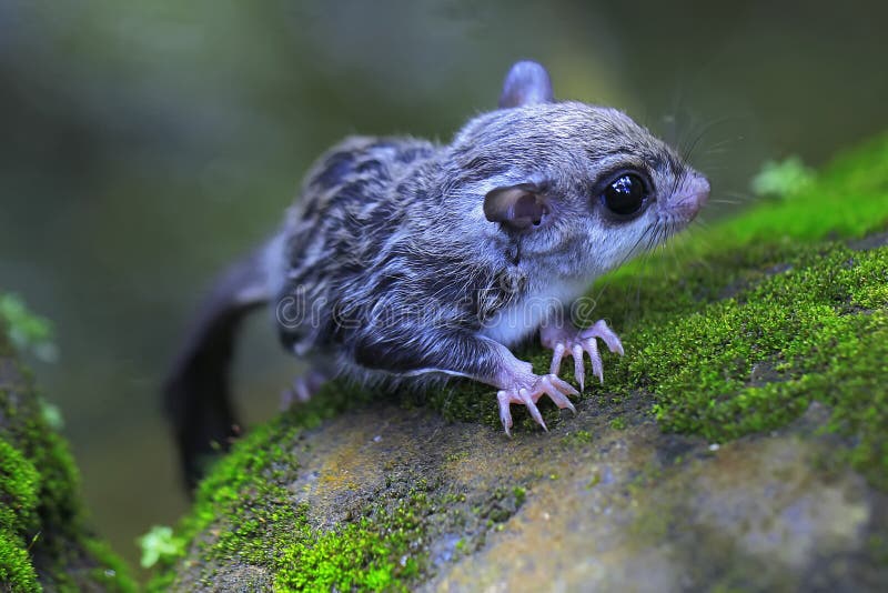 A Sugar Glider Prepares To Jump from a Rock. Stock Photo - Image of breed,  isolated: 209725992