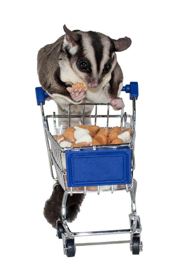 Sugar Glider Shopping voor traktatie royalty-vrije stock foto Sugar Glider Shopping voor traktatie royalty-vrije stock foto