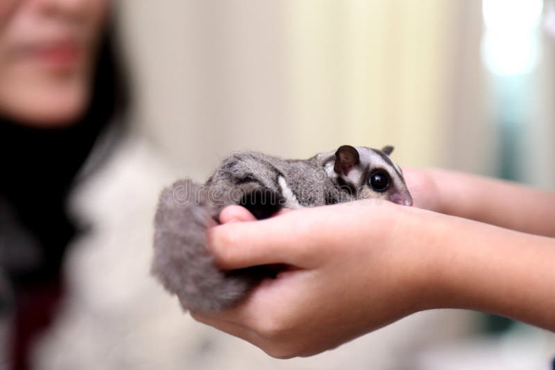 Sugar Glider stock photo. Image of human, glider, cute 26610622