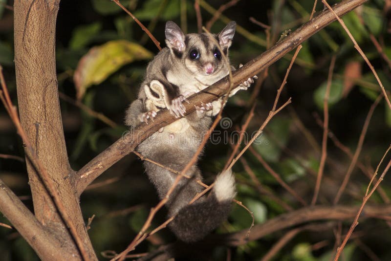 Sugar Glider stock photo. Image of australia, hunting 198476510