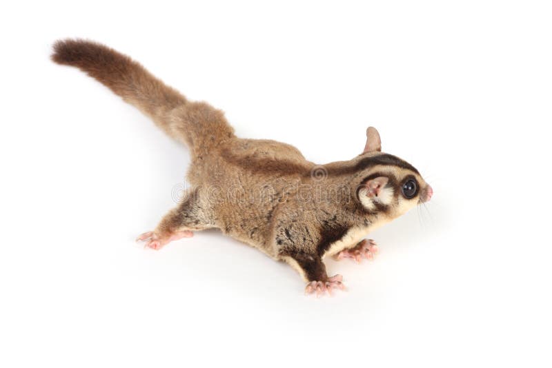 Sugar Glider On White Stock Photo Image Of Flying Nature 8266736