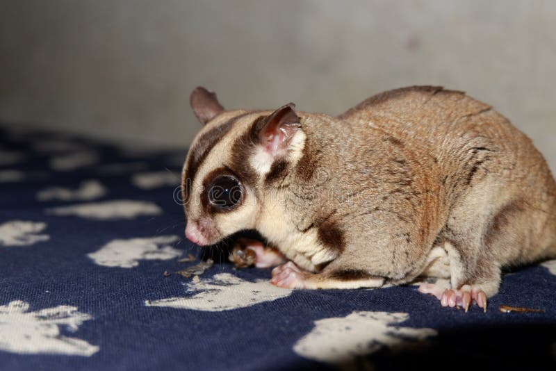 A Sugar Glider Who is Having Fun Playing Alone Stock Image Image of