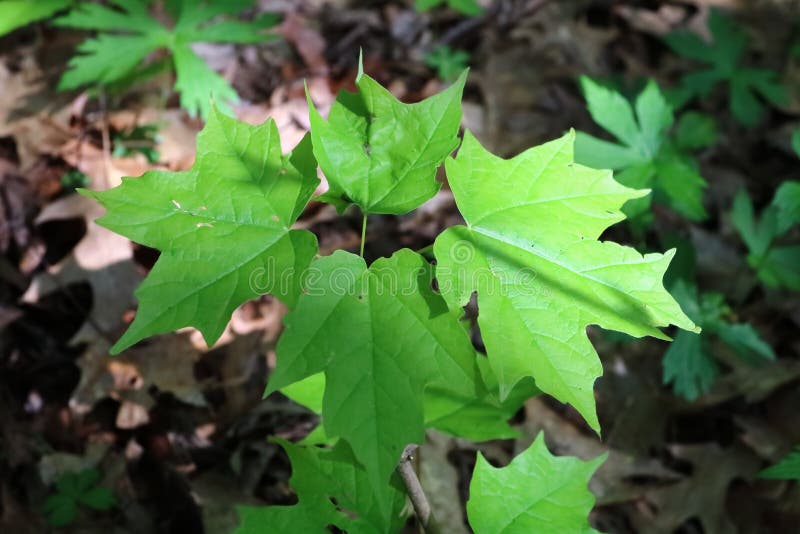 Sugar Maple acer saccharum Sapling Close Up in Spring in Dunn County Wisconsin