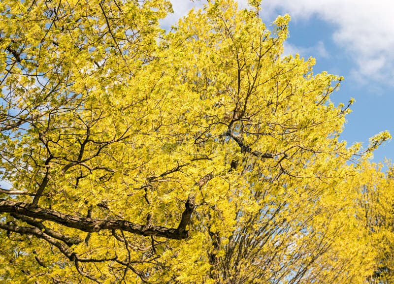 yellow flowering sugar maple tree, acer saccharum, Springtime, blue sky white clouds, upstate rural New York. yellow flowering sugar maple tree, acer saccharum, Springtime, blue sky white clouds, upstate rural New York