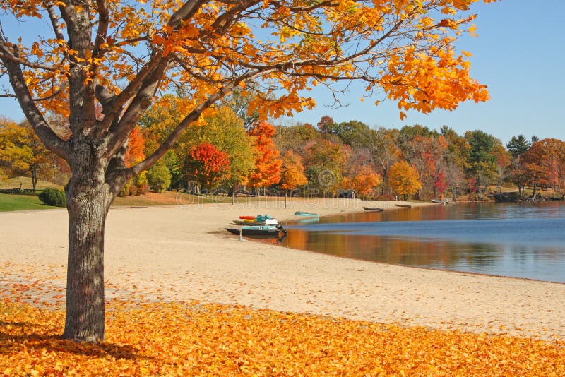 orange Sugar Maple tree at lake edge with boats upstate rural New York in Autumn, acer saccharum, Lake Taghkanic State Park. orange Sugar Maple tree at lake edge with boats upstate rural New York in Autumn, acer saccharum, Lake Taghkanic State Park