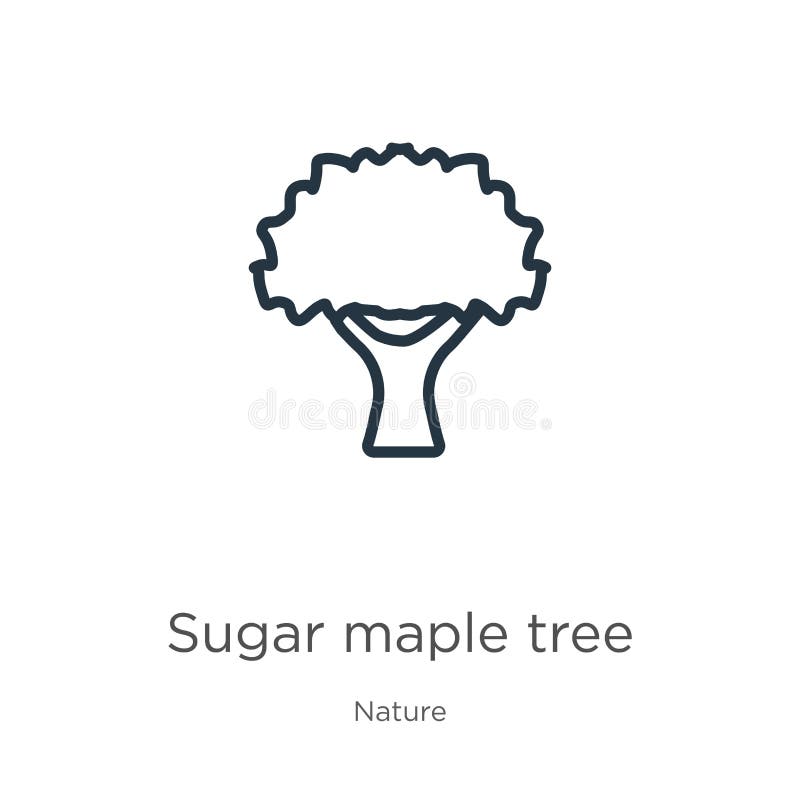 Sugar Maple Tree Icon. Thin Linear Sugar Maple Tree Outline Icon 
