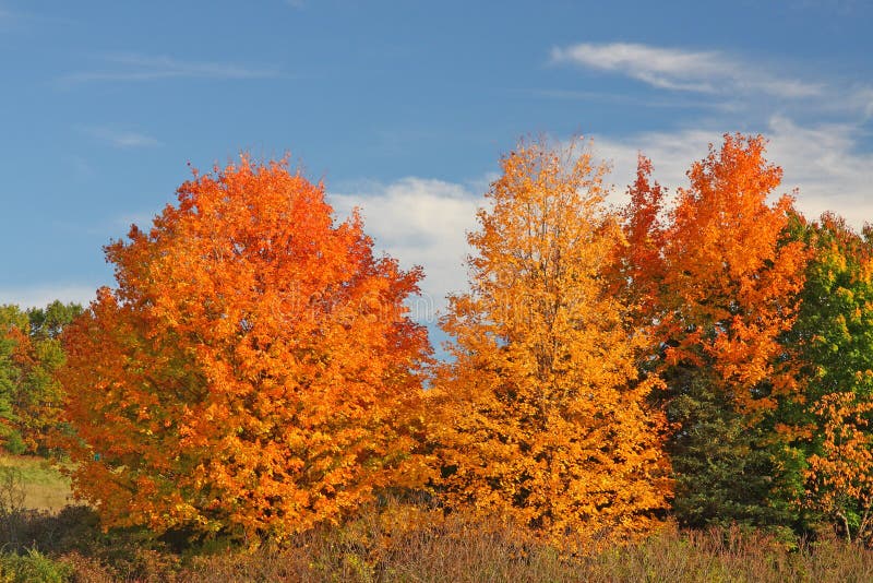 orange and yellow Sugar Maple trees upstate rural New York in Autumn, acer saccharum, blue sky and clouds. orange and yellow Sugar Maple trees upstate rural New York in Autumn, acer saccharum, blue sky and clouds
