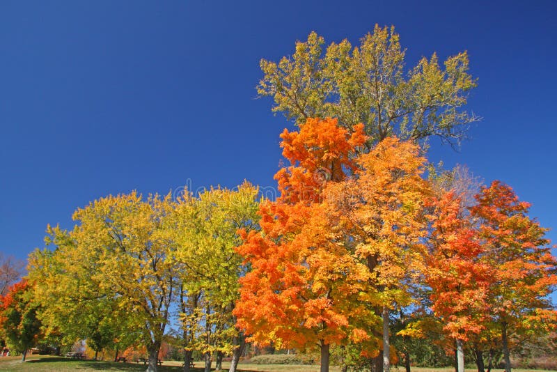 Sugar Maple trees upstate rural New York in Autumn, Columbia County, acer saccharum, dark blue sky. Sugar Maple trees upstate rural New York in Autumn, Columbia County, acer saccharum, dark blue sky