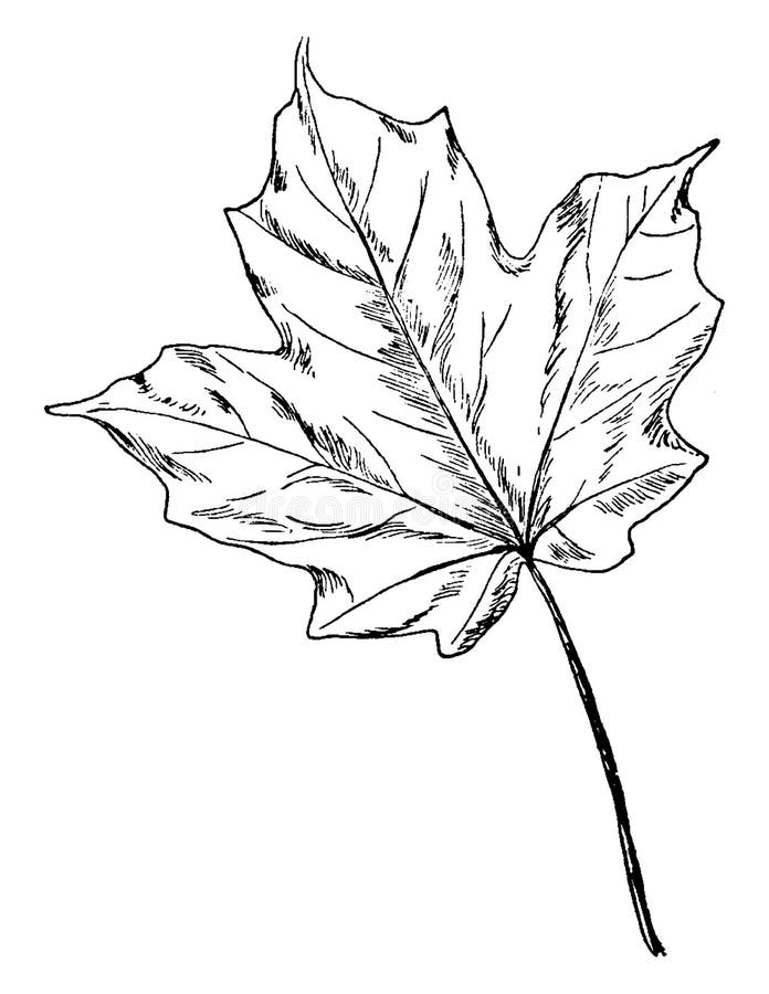 How to Draw a Maple Leaf | Design School