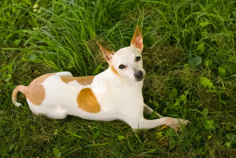 What is a Jack Russell and Chihuahua Mix
