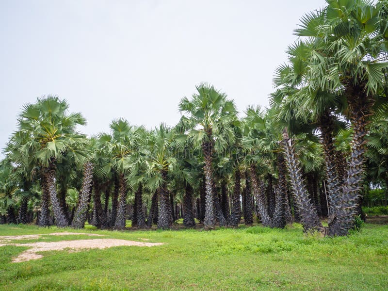 Sugar Palm in the Garden, Phitsanulok Province Thailand. Stock Photo Image of beauty, season