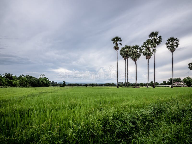 Sugar Palm in the Garden, Phitsanulok Province Thailand. Stock Photo Image of beauty, season