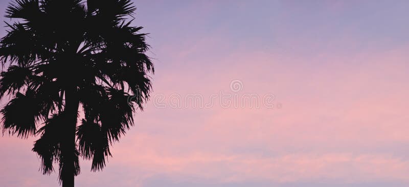 Sugar palm tree stock photo. Image of sugar, outdoor - 54922470