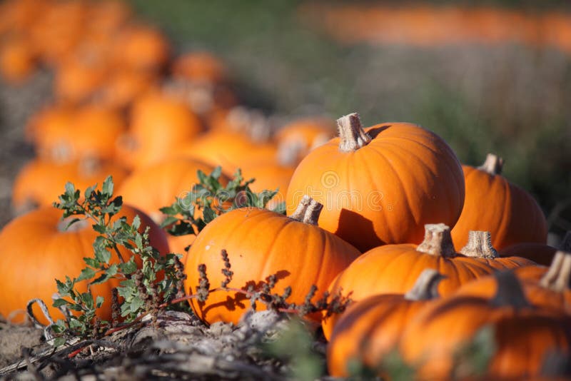 Sugar pumpkins stock photo. Image of pumpkin, landscape 46283424
