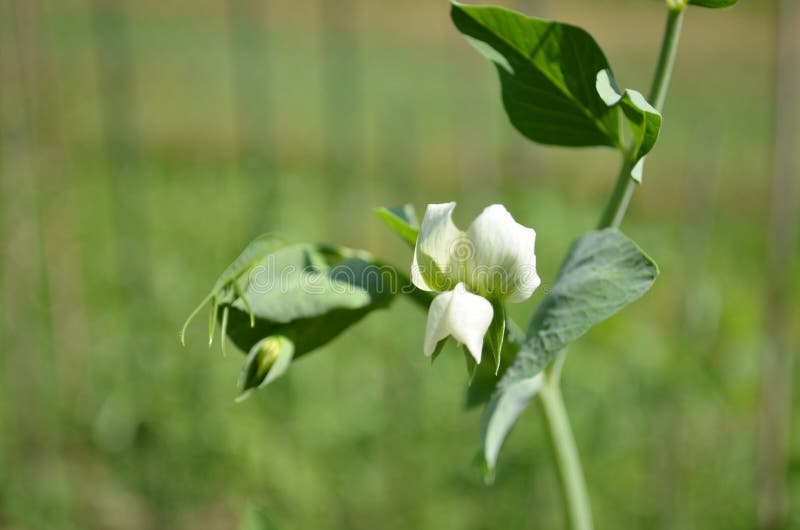 Sugar Snap Pea Flower Blossom Stock Image Image of snap, leaves 78790893