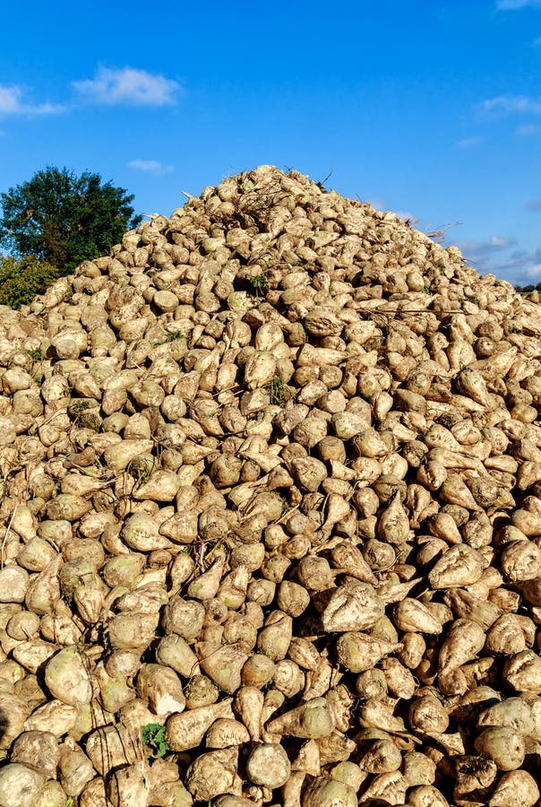 Sugarbeet ostrosłup zdjęcie royalty free Sugarbeet ostrosłup zdjęcie royalty free