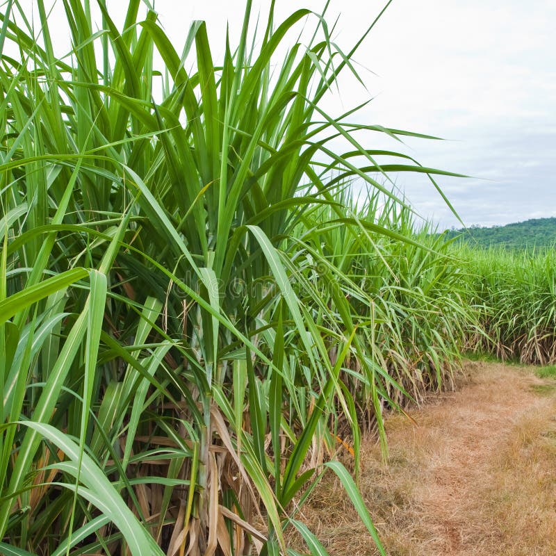 Sugarcane