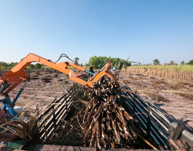 Sugarcane being loaded onto a truck