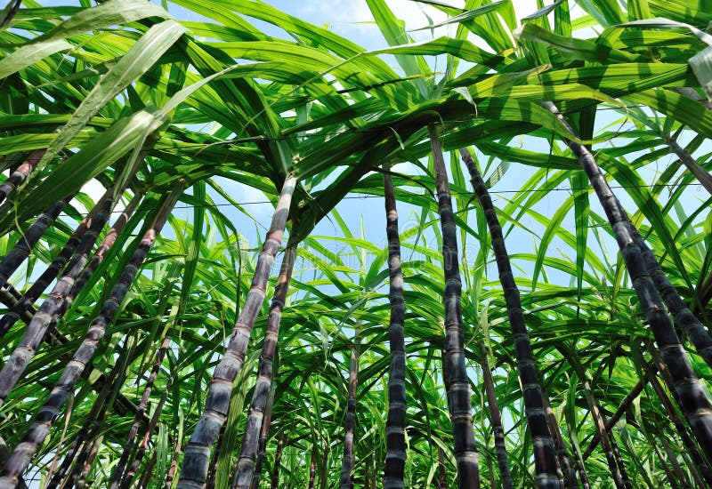 Sugarcane Stalks Steady With Bamboo Pole Stock Image Image of lush