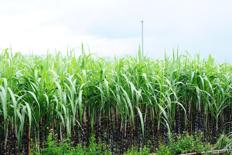 Sugarcane Farm Stock Photo Image 31029730