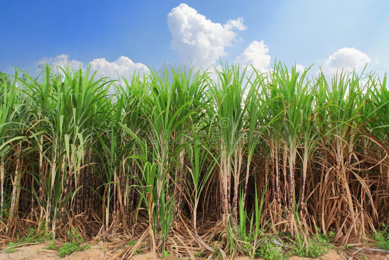 Sugarcane field stock image. Image of land, crops, environment 27034531