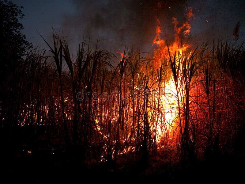 Sugarcane field on fire