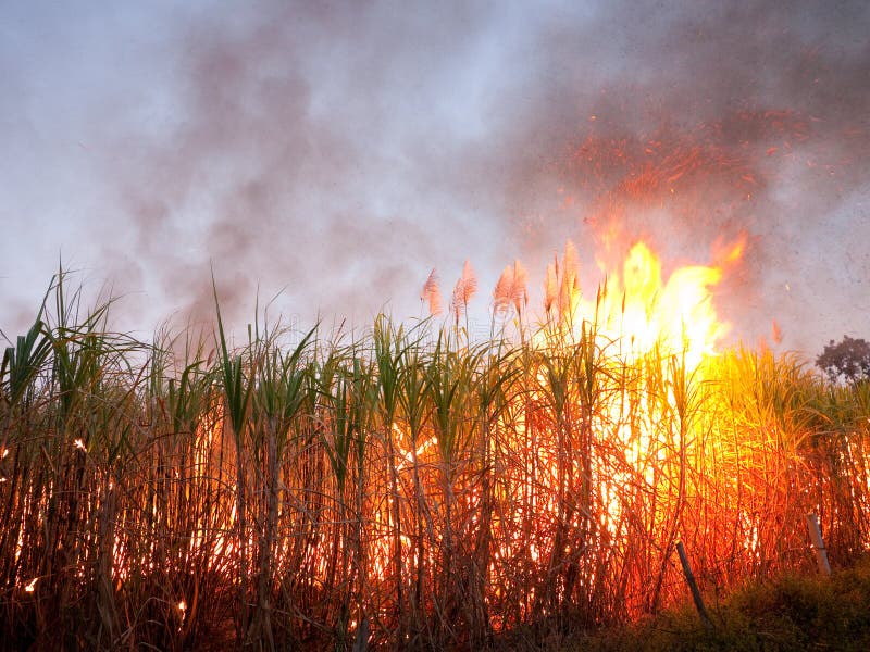 Sugarcane field on fire